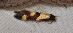 Opogona comptella