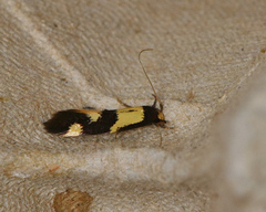 Opogona comptella