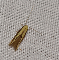 Opogona stenocraspeda
