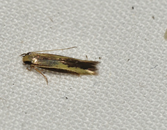 Opogona stenocraspeda