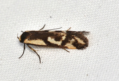 Palimmeces poecilella