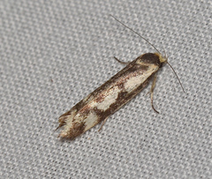 Palimmeces variegata