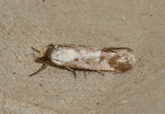 Palimmeces variegata