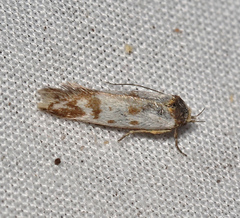 Palimmeces variegata