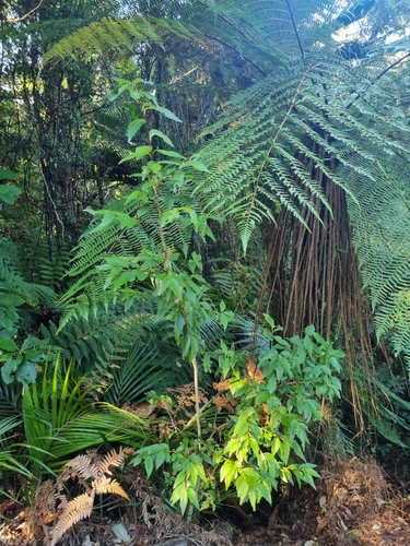 Hoheria ovata, photograph 3