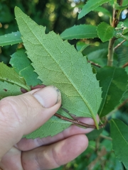 Hoheria ovata, photograph (c) Benjamin Lavin, some rights reserved (CC BY)