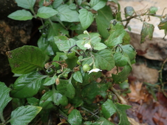 Solanum nigrum