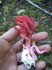 Ramaria araiospora