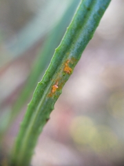 Coleosporium senecionis