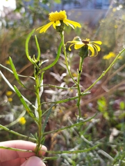 Coleosporium senecionis