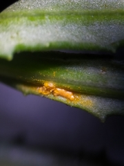 Coleosporium senecionis