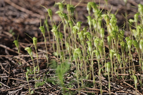 Hairy-stemmed snail orchid (Pterostylis setulosa)