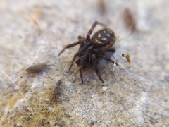 Steatoda albomaculata