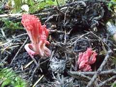 Ramaria araiospora