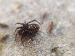 Steatoda albomaculata