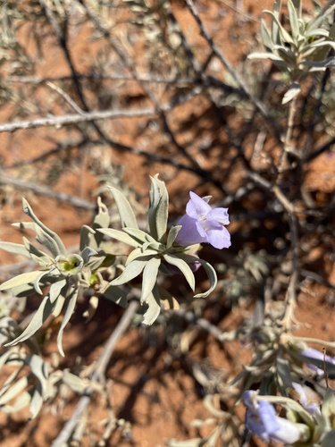 Eremophila maitlandii
