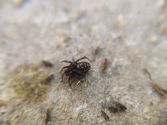 Steatoda albomaculata