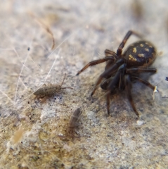 Isotomurus palustris