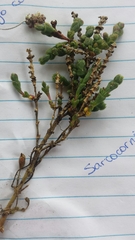 Salicornia blackiana