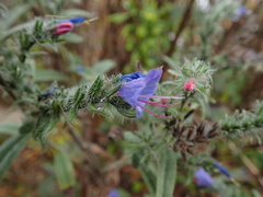 Echium vulgare