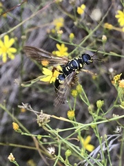 Myzinum quinquecinctum