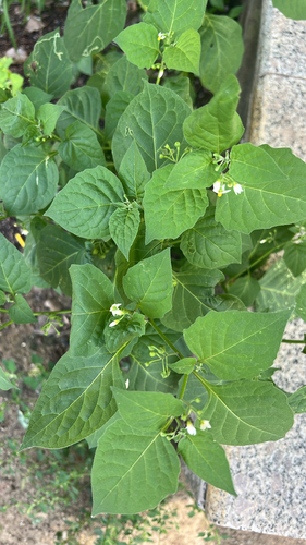 black nightshade