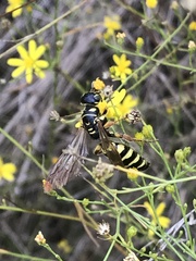 Myzinum quinquecinctum