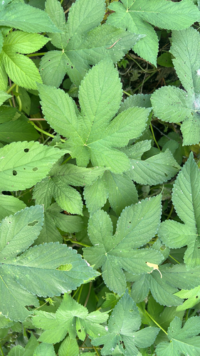 Japanese Hops
