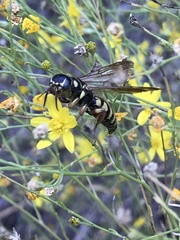 Myzinum quinquecinctum