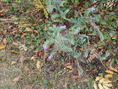 Echium vulgare