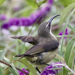 Tacazze Sunbird photo 2