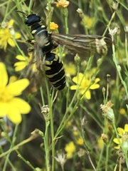 Myzinum quinquecinctum