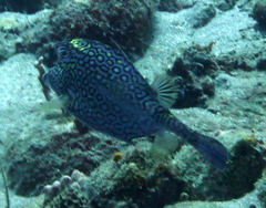 Acanthostracion polygonium