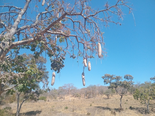 Sausage tree