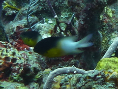 Stegastes partitus
