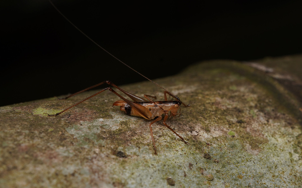 Neophlugiolopsis