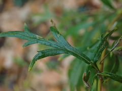Artemisia vulgaris