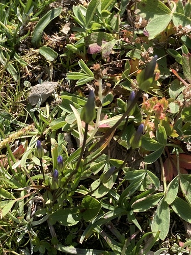 samiland gentian (Comastoma tenellum)