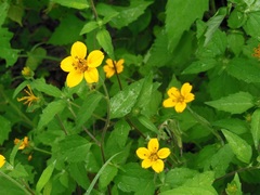 Sclerocarpus divaricatus
