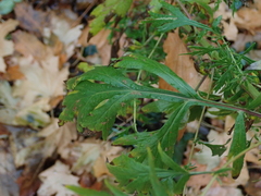 Artemisia vulgaris
