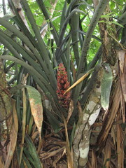 Aechmea fuerstenbergii