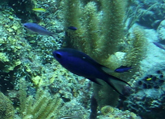 Azurina cyanea