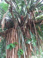 Aechmea fuerstenbergii