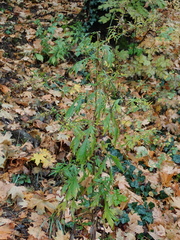 Artemisia vulgaris