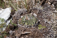 Echinofossulocactus phyllacanthus