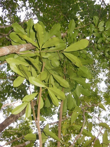 Forchhammeria trifoliata (Forchhammeria trifoliata)