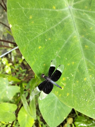 Pied Paddy Skimmer