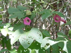 Ipomoea peteri