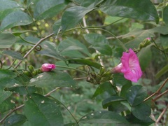 Ipomoea peteri