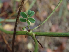 Fabaceae